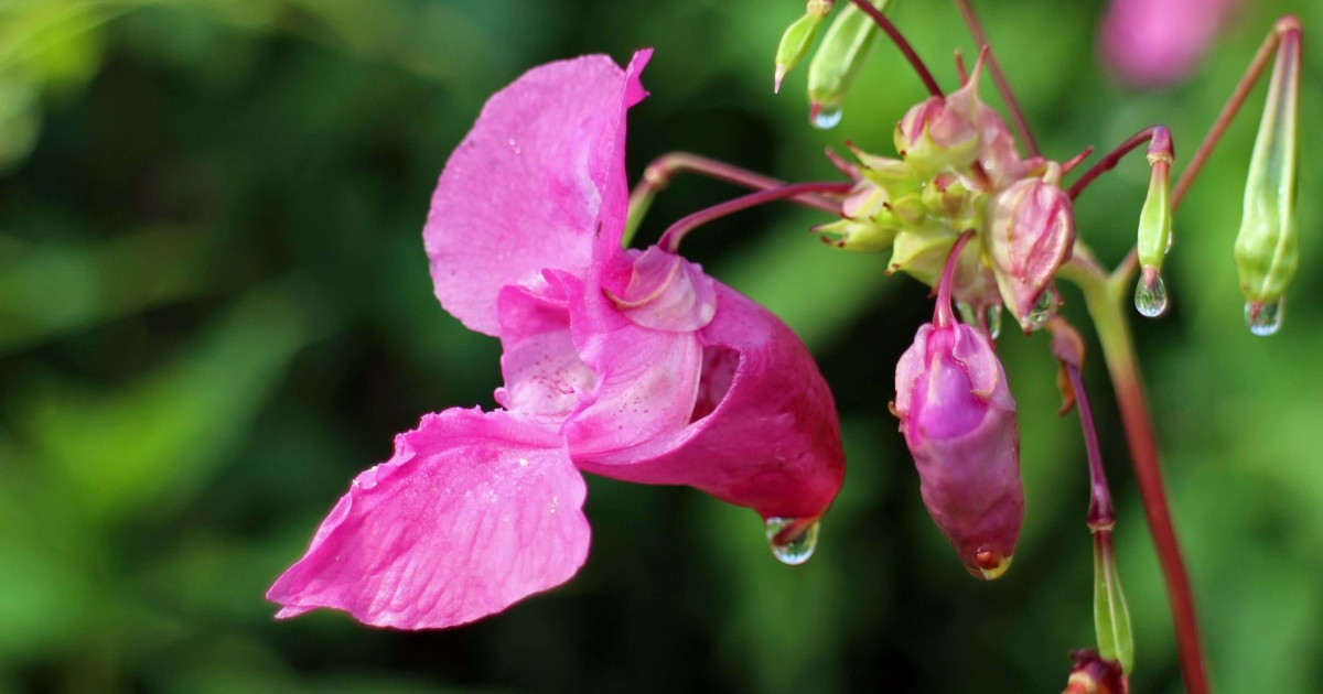 Una meditazione per un fiore